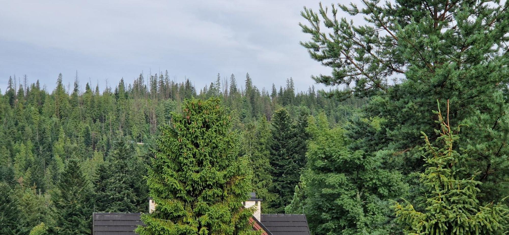 Pokoje Apartamenty Pod Limba Zakopane Dış mekan fotoğraf